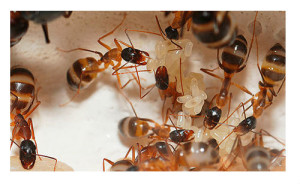 Kako se rešiti mrava u kući na prirodan način