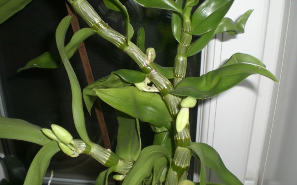 Kako uticati na orhideju da cveta