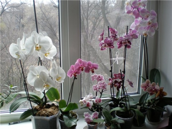  Kako uticati na orhideju da cveta
