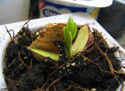 Kako uzgojiti kikiriki u kućnim uslovima