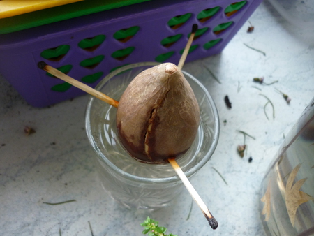 Kako uzgojiti avokado iz koštice