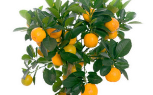 drvo pomorandze