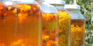 Kako se pravi nevenovo ulje – domaće ulje od nevena