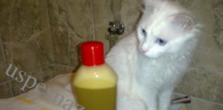 Mumijo za zdravu kosu. Domaći šampon za brži rast kose sa mumijo.