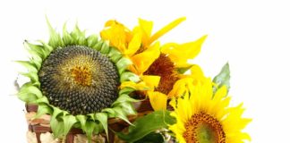 Semenke suncokreta za smanjenje krvnog pritiska. Provereni recept.