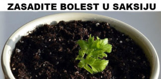 Zasaditi svoju bolest u saksiju – kao način izlečenja