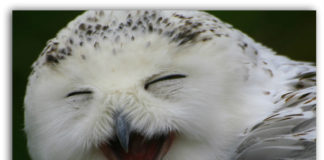 Pogledajte: Sova koja se smeje