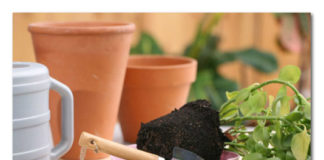 Mesečev kalendar presađivanja saksijskog cveća za 2021. godinu