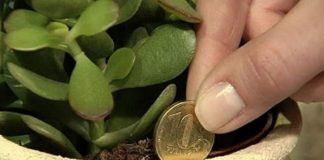 Feng šui biljka koja donosi novac. Kako da gajite krasulu i privučete energiju bogatstva