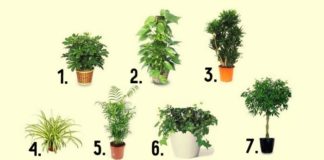 Sobne biljke za pročišćavanje vazduha: 7 biljaka za vaše zdravlje