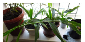 Đumbir na vašem prozoru. Kako gajiti đumbir kod kuće