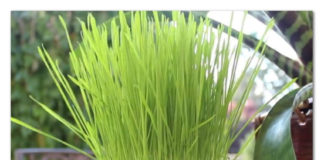 Genijalan trik za savršeno cveće – tajna je u pelenama!