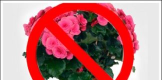 Koje sobne biljke je opasno po zdravlje imati u kući!