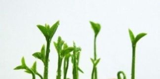 Kako odgajiti limunovo drvo u šolji