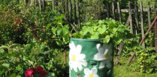 Efikasno i praktično gajenje krastavca u buretu. Odlična ideja za sve baštovane!