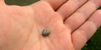 Kako ukloniti krpelja uz pomoć obične soli