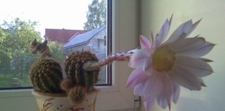 Lepa priča o tome kako su dobra dela obavezno vraćaju