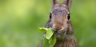 Poučna priča: Ko pita, ne skita!