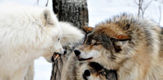 Ženska mudrost je nepredvidiva