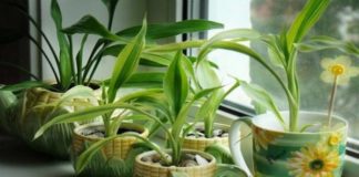 Čudo-rastvor za najbeznadežnije cveće.