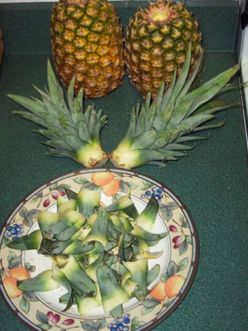 Kako odgajiti ananas u saksiji