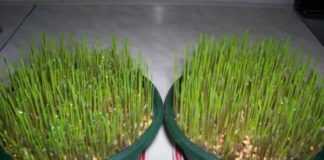 Kako posejati božićnu pšenicu