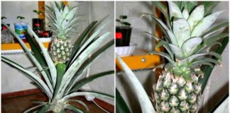 Kako odgajiti ananas u saksiji: unesite egzotiku u vaš dom