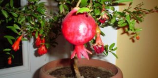 Egzotična biljka u vašem prozoru. Kako odgajiti nar iz semenke.