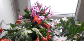 Mali trik: da vaše biljke cvetaju dugo i bogato