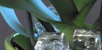 Zašto ne cveta orhideja. Kako uticati na cvetanje orhideje?