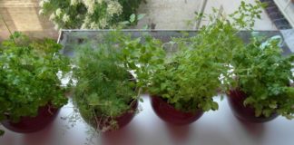 Kako uzgojiti zelen na svom prozoru