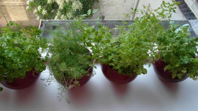 Kako uzgojiti zelen na svom prozoru