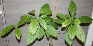 Kako uzgojiti avokado iz koštice: 7 jednostavnih koraka.