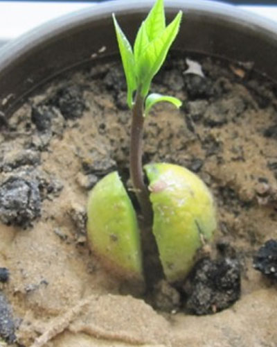Kako uzgojiti avokado iz koštice