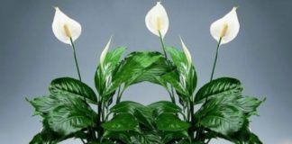 Spatifilum – ženska sreća. Magična moć ove biljke.