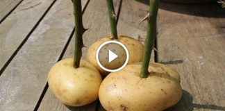 Zabio je ružu u krompir i zajedno ih zasadio u saksiju