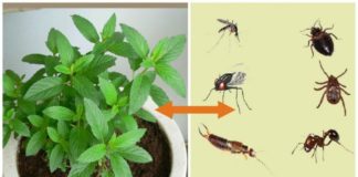 Ako u svojoj kući imate ovu biljku, više nikad nećete videti paukove, bube i voćne mušice.