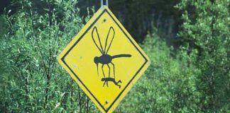 Zašto komarci neke ljude ujedaju više nego druge