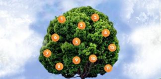 Drvo želja: zamislite želju, izaberite plod i saznajte šta vas čeka.