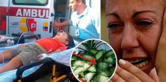 Ova sobna biljka može ubiti dete za nekoliko minuta!