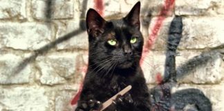 Naučnici su, napokon, objasnili kako nam mačke produžavaju život.