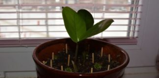 Zašto stavljati šibice u saksije sa cvećem