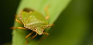 Ukoliko vidite u kući smrdibube, budite na oprezu!