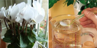 Korisni saveti za sve ljubitelje sobnih biljaka.