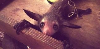 15 životinja za čije postojanje nikad niste čuli