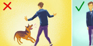 Šta raditi ako vas napadne pas