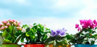 Bujno cvetanje i lepo lišće omogućiće nam ovaj rastvor