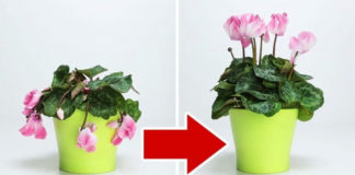 3 sastojka koji će vratiti život vašem omiljenom cveću