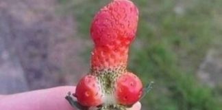 17 vrsta voća i povrća koje liče na nešto drugo