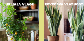 10 biljaka za idealnu mikroklimu vašeg doma